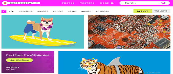 35 موارد تصميم مواقع الويب الرخيصة أو المجانية فى عام 2025 12 gratisography