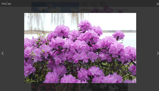 كيفية إنشاء معرض صور في ووردبريس (خطوة بخطوة) 20 صورة Envira Gallery في النافذة المنبثقة Lightbox